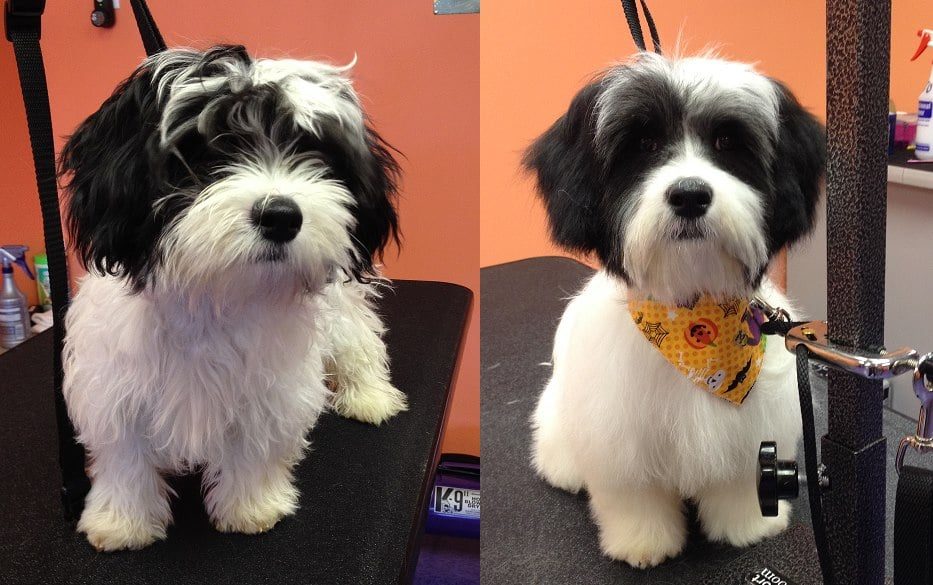 Before and after grooming