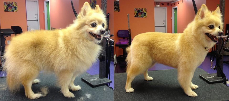 Before and after grooming