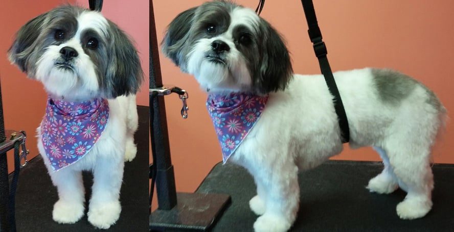 Before and after grooming