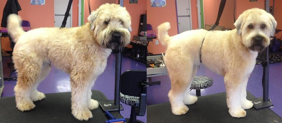 Before and after grooming