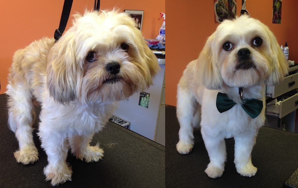 Before and after grooming