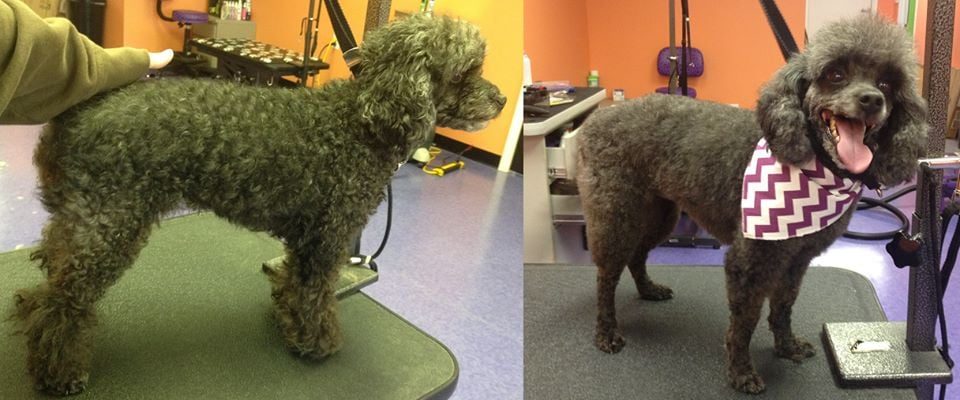 Before and after grooming