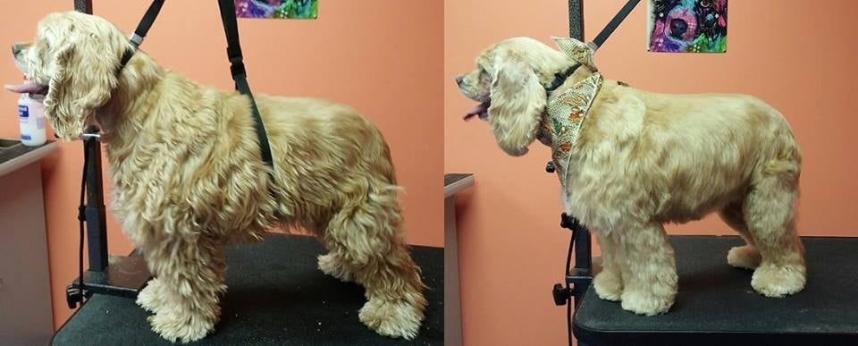 Before and after grooming