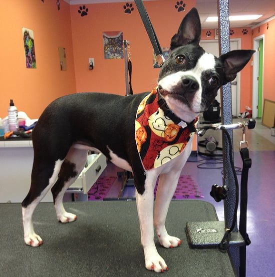 A freshly groomed dog in a bandanna on the grooming table at Tails and Tangles